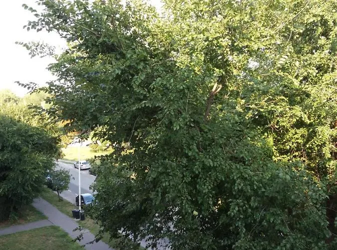 Szava Angel * Budapesta